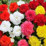 Begonia ‘Fimbriata' Mixed (Begonia × tuberhybrida ‘Fimbriata' - Mixed) Tuberous (810671) Begonias ‘Fimbriata' Mixed Tuberous