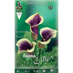 Arum Lily ‘Picasso’ (Zantedeschia elliottiana ‘Picasso’) Rhizome Arum Lily ‘Picasso’ (Zantedeschia elliottiana ‘Picasso’)
