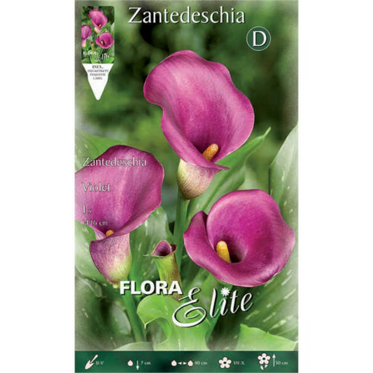 Arum Lily 'Purple Sensation' - Rhizomes - Bulbs - Tuberus