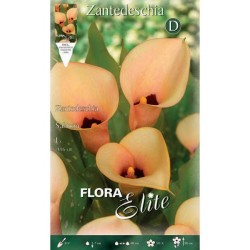 Arum Lily ‘Salmon’ (Zantedeschia elliottiana ‘Salmon’) Rhizome Arum Lily ‘Salmon’ (Zantedeschia elliottiana ‘Salmon’)