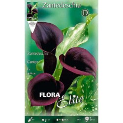 Arum Lily ‘Cantor’ (Zantedeschia elliottiana ‘Cantor’) Rhizome Arum Lily ‘Cantor’ (Zantedeschia elliottiana ‘Cantor’)