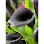 Κάλλες Μπορντό Cantor - Ριζώματα Ανθοφύτων