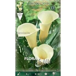 Arum Lily ‘White’ (Zantedeschia elliottiana ‘White’) Rhizome Arum Lily ‘White’ (Zantedeschia elliottiana ‘White’)