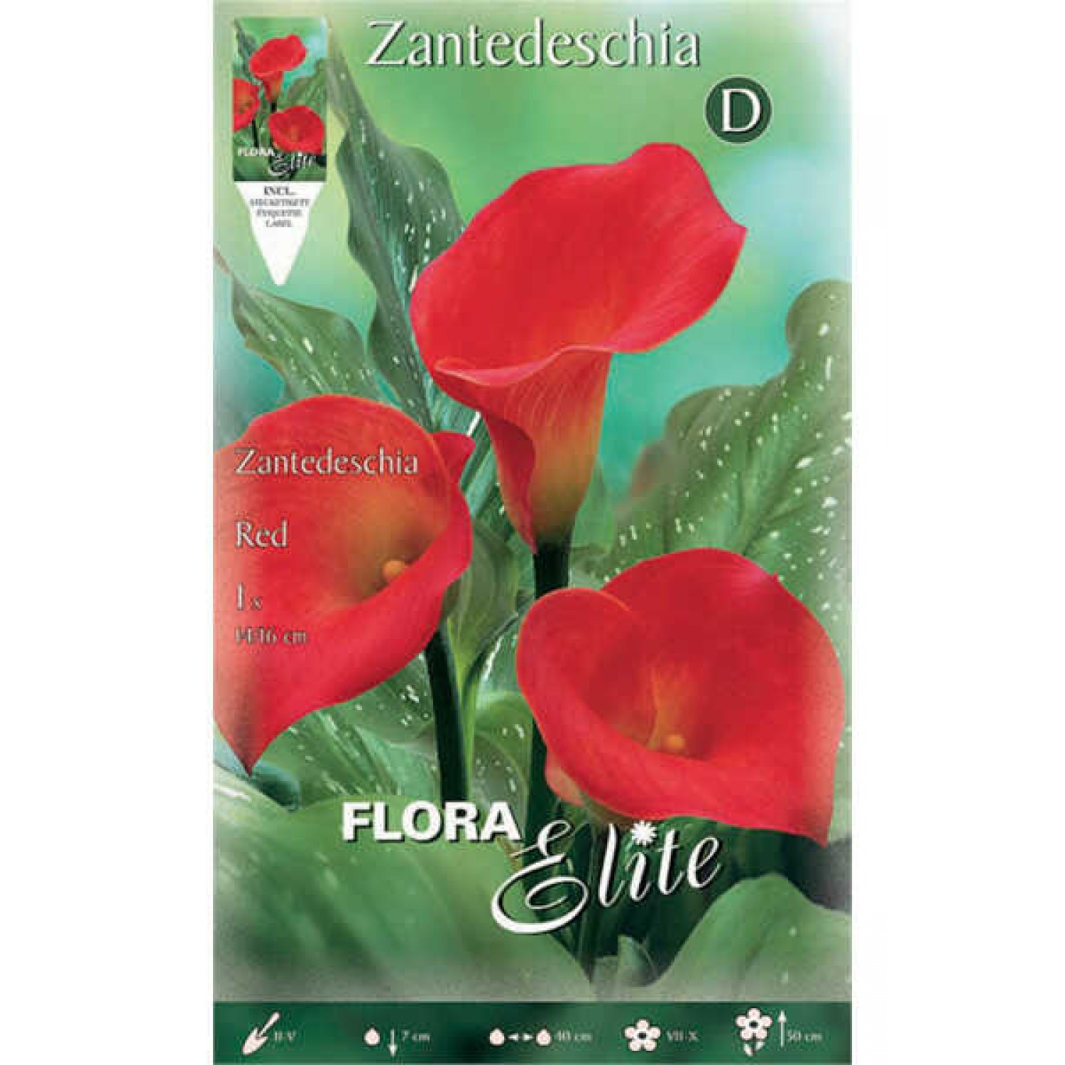 Κάλλες Κόκκινες Red - Ριζώματα Πολυετών Ανθοφύτων