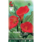 Κάλλες Κόκκινες Red - Ριζώματα Πολυετών Ανθοφύτων