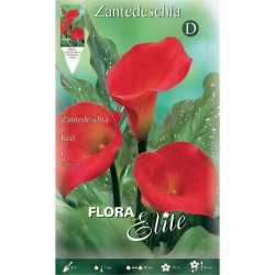 Arum Lily ‘Red’ (Zantedeschia elliottiana ‘Red’) Rhizome Arum Lily ‘Red’ (Zantedeschia elliottiana ‘Red’)
