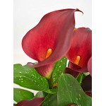 Κάλλες Κόκκινες Red - Ριζώματα Πολυετών Ανθοφύτων