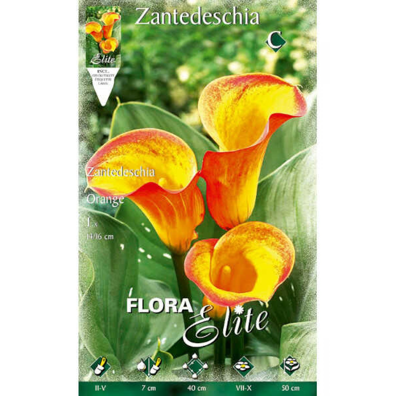Arum Lily ‘Orange’ (Zantedeschia elliottiana ‘Orange’)