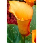Arum Lily ‘Orange’ (Zantedeschia elliottiana ‘Orange’)