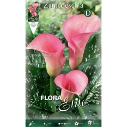 Arum Lily ‘Pink’ (Zantedeschia elliottiana ‘Pink’) Rhizome Arum Lily ‘Pink’ (Zantedeschia elliottiana ‘Pink’)