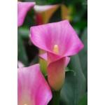 Κάλλες Ροζ Pink - Ριζώματα Πολυετών Ανθοφύτων