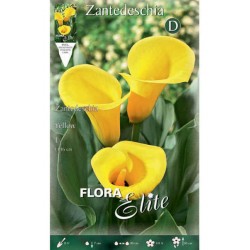 Arum Lily ‘Yellow’ (Zantedeschia elliottiana ‘Yellow’) - Rhizome (816482) Arum Lily ‘Yellow’ - Rhizomes - Bulbs - Tuberus