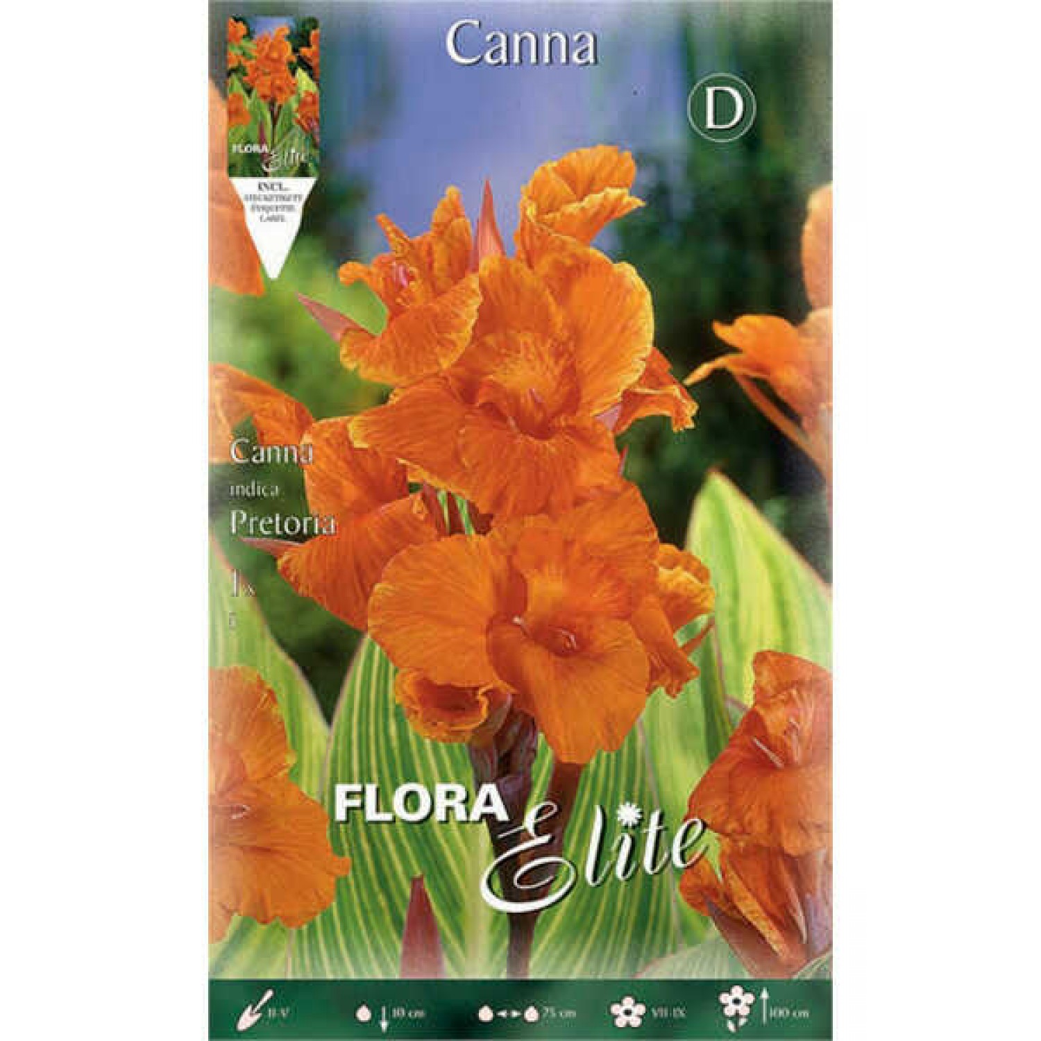 Κάννες Pretoria Πορτοκαλί Πολυετείς (Canna 'Pretoria')