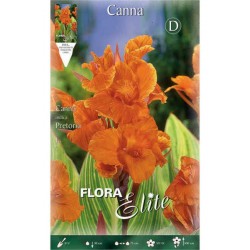 Canna Lily Pretoria (Canna ‘Pretoria’) Rhizome Canna Lily Pretoria (Canna ‘Pretoria’) Rhizome Perennials