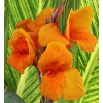 Κάννες Pretoria Πορτοκαλί Πολυετείς (Canna 'Pretoria')