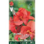 Κάννες Pink President Ροζ Πολυετείς (Canna 'Pink President')