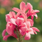 Κάννες Pink President Ροζ Πολυετείς (Canna 'Pink President')