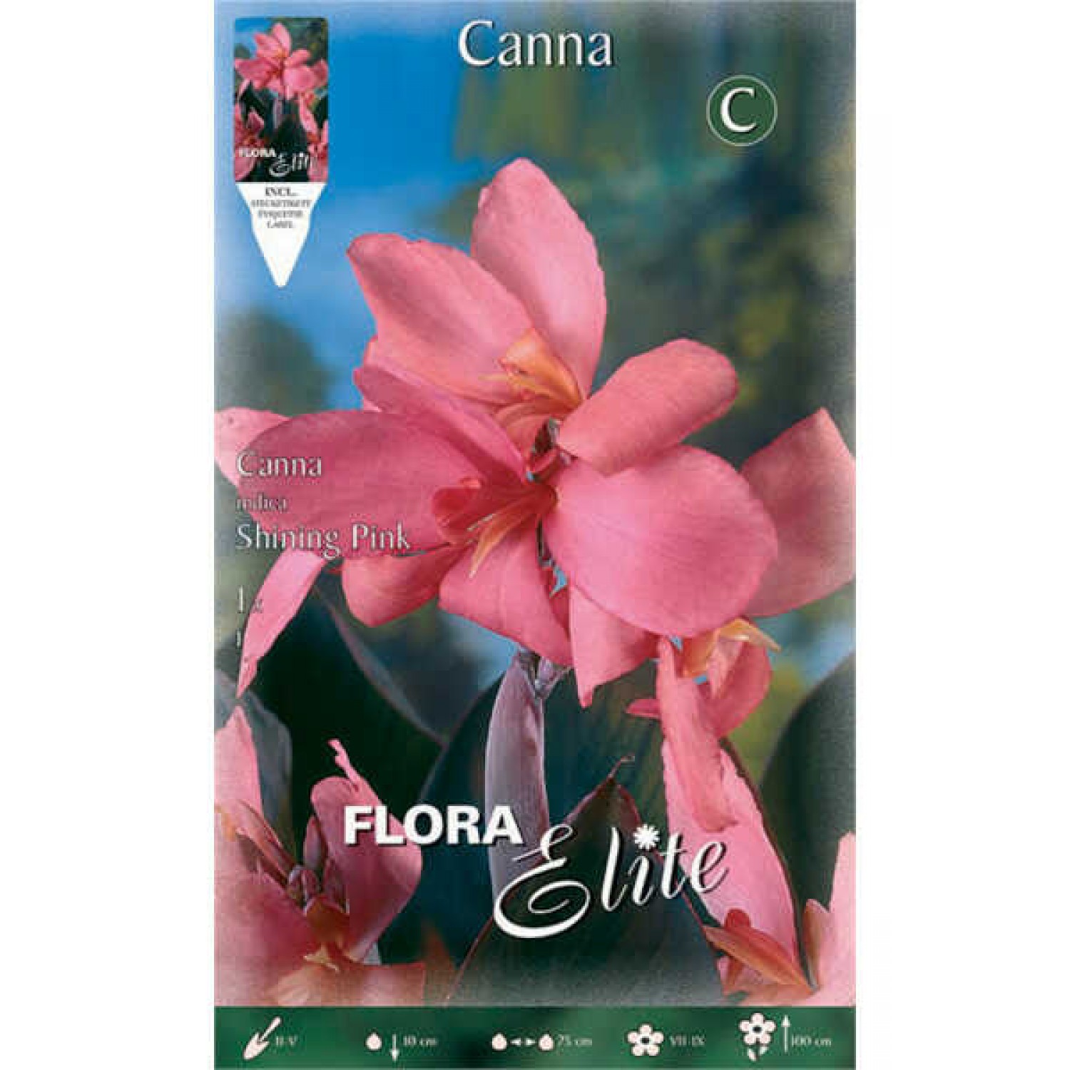 Κάννες Shining Pink Ροζ Πολυετείς (Canna 'Shining Pink')