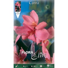 Κάννες Shining Pink Ροζ Πολυετείς (Canna 'Shining Pink')