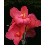Κάννες Shining Pink Ροζ Πολυετείς (Canna 'Shining Pink')