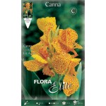 Canna Lily En Avant (Canna ‘En Avant’) Rhizome