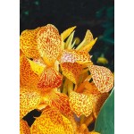 Canna Lily En Avant (Canna ‘En Avant’) Rhizome