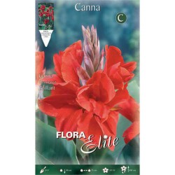 Canna Lily Brilliant (Canna x generalis ‘Brilliant’) Rhizome (816970) Canna Lily Brilliant (Canna ‘Brilliant’) Rhizome