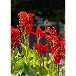Κάννες Brilliant Κόκκινες Πολυετείς (Canna Brilliant)