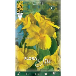 Canna Lily Richard Wallace (Canna x generalis ‘Richard Wallace’) Rhizome | Spring Planting Canna Lily Richard Wallace (Canna ‘Richard Wallace’) Rhizome