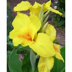 Κάννες Richard Wallace Πολυετείς (Canna 'Richard Wallacer')