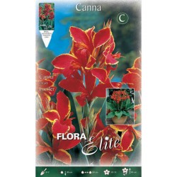 Canna Lily Lucifer (Canna x generalis ‘Lucifer’) Rhizome | Spring Planting Canna Lily Lucifer (Canna ‘Lucifer’) Rhizome Perennials