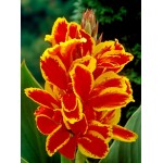 Κάννες Lucifer Πολυετείς (Canna 'Lucifer')