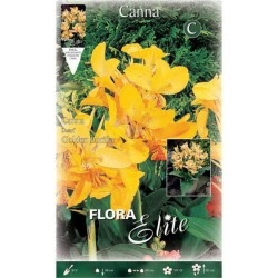 Canna Lily Golden Lucifer (Canna ‘Golden Lucifer’) Rhizome (816628) Canna Lily Golden Lucifer (Canna ‘Golden Lucifer’) Rhizome