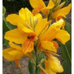 Κάννες Golden Lucifer Πολυετείς (Canna 'Golden Lucifer')