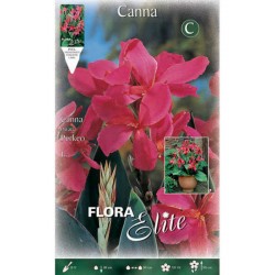 Canna Lily Perkeo (Canna x generalis ‘Perkeo’) Rhizome Canna Lily Perkeo (Canna ‘Perkeo’) Rhizome Perennials