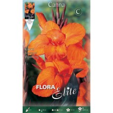 Κάννες Wyoming Πορτοκαλί Πολυετείς (Canna 'Wyoming')