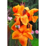 Κάννες Wyoming Πορτοκαλί Πολυετείς (Canna 'Wyoming')