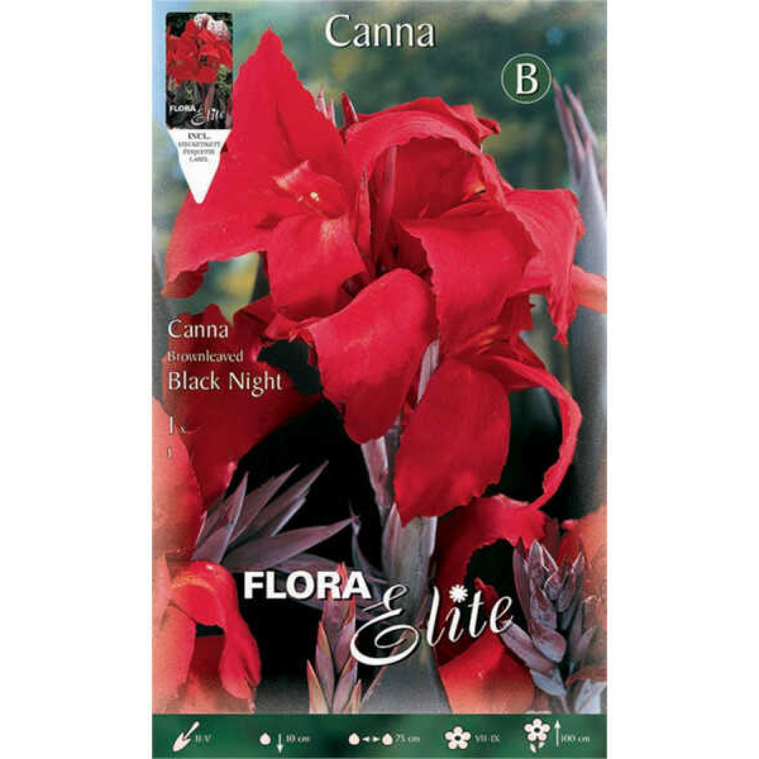 Κάννες Black Knight Κόκκινες Πολυετείς (Canna Black Knight)