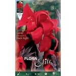 Κάννες Black Knight Κόκκινες Πολυετείς (Canna Black Knight)