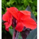 Κάννες Black Knight Κόκκινες Πολυετείς (Canna Black Knight)