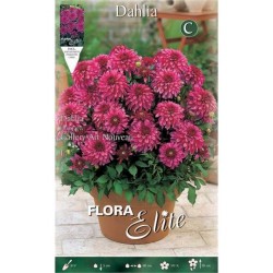 Dahlia 'Gallery Art Nouveau' Fuchsia (Dahlia 'Gallery Art Nouveau') Tuberous - Gallery® Series (620621) Dahlia 'Gallery Art Nouveau' Fuchsia - Tuberous & Bulbs