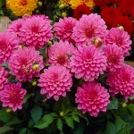 Dahlia 'Gallery Art Nouveau' Fuchsia (Dahlia 'Gallery Art Nouveau') Tuberous - Gallery® Series (620621) Dahlia 'Gallery Art Nouveau' Fuchsia - Tuberous & Bulbs