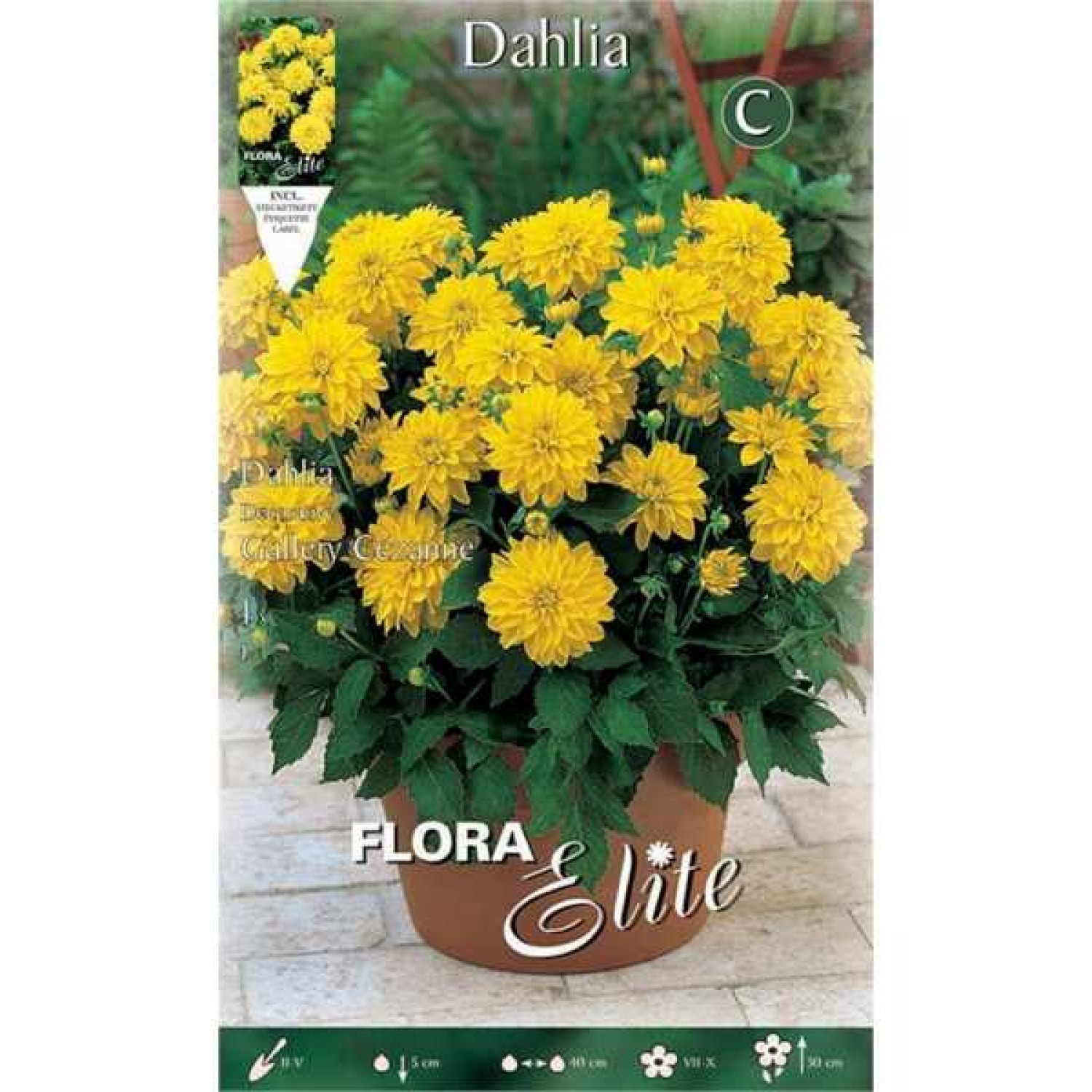 Dahlia 'Gallery Cezanne' Yellow (Dahlia 'Gallery Cezanne') Tuberous - Gallery® Series (620690) Dahlia 'Gallery Cezanne' Yellow - Tuberous & Bulbs