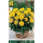 Dahlia 'Gallery Cezanne' Yellow (Dahlia 'Gallery Cezanne') Tuberous - Gallery® Series (620690) Dahlia 'Gallery Cezanne' Yellow - Tuberous & Bulbs