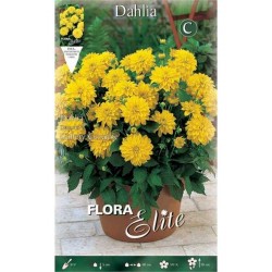 Dahlia 'Gallery Cezanne' Yellow (Dahlia 'Gallery Cezanne') Tuberous - Gallery® Series (620690) Dahlia 'Gallery Cezanne' Yellow - Tuberous & Bulbs