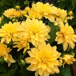 Dahlia 'Gallery Cezanne' Yellow (Dahlia 'Gallery Cezanne') Tuberous - Gallery® Series (620690) Dahlia 'Gallery Cezanne' Yellow - Tuberous & Bulbs