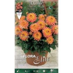 Dahlia 'Gallery Pablo' Orange (Dahlia 'Gallery Pablo') Tuberous - Gallery® Series (620768) Dahlia 'Gallery Pablo' Orange - Tuberous & Bulbs