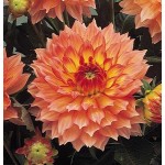 Dahlia 'Gallery Pablo' Orange (Dahlia 'Gallery Pablo') Tuberous - Gallery® Series (620768) Dahlia 'Gallery Pablo' Orange - Tuberous & Bulbs