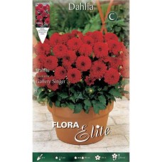 Dahlia 'Gallery Singer' Red - Tuberous & Bulbs
