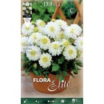 Dahlia 'Gallery Art Fair' White (Dahlia 'Gallery Art Fair') Tuberous - Gallery® Series (789601) Dahlia 'Gallery Art Fair' White - Tuberous & Bulbs